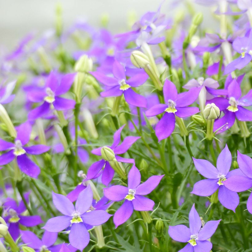 Laurentia ou Isotoma Fizz'n'Pop Glowing Purple (Floraison)