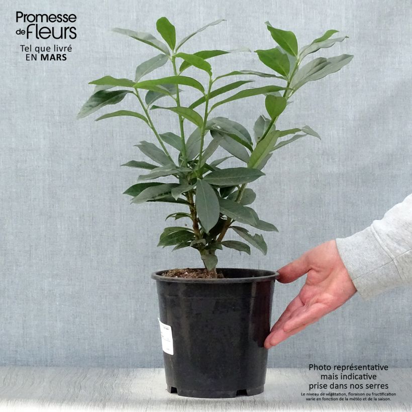 Spécimen de Laurier Cerise Genolia, Prunus laurocerasus Genolia, Laurière Genolia Pot de 3L/4L tel que livré au printemps
