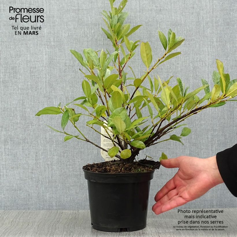 Spécimen de Laurier Cerise - Prunus laurocerasus Mano tel que livré en hiver