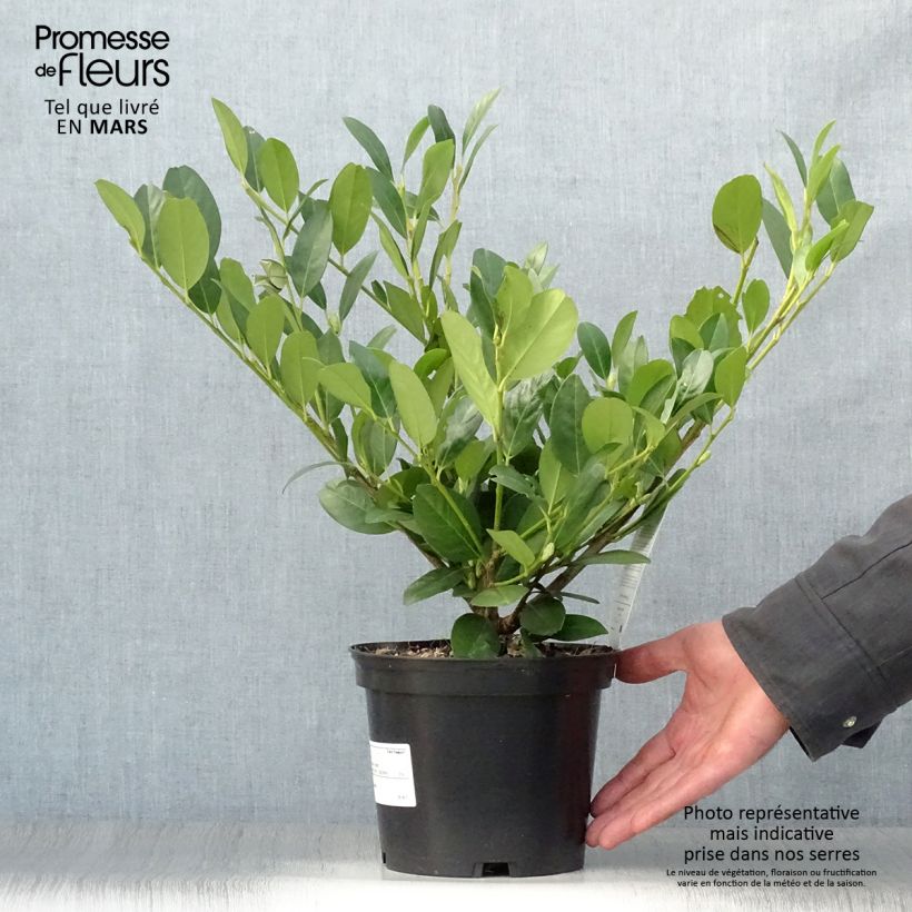 Spécimen de Laurier Cerise - Prunus laurocerasus Mano en pot de 2L/3L tel que livré au printemps