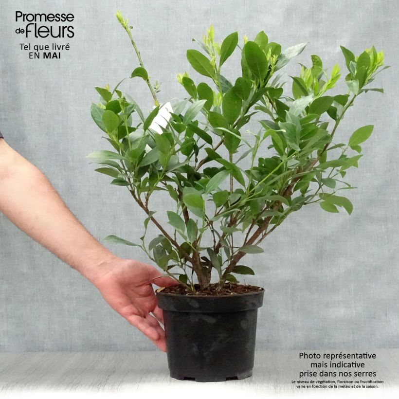 Spécimen de Laurier Cerise - Prunus laurocerasus Mano en pot de 3L/4L tel que livré au printemps