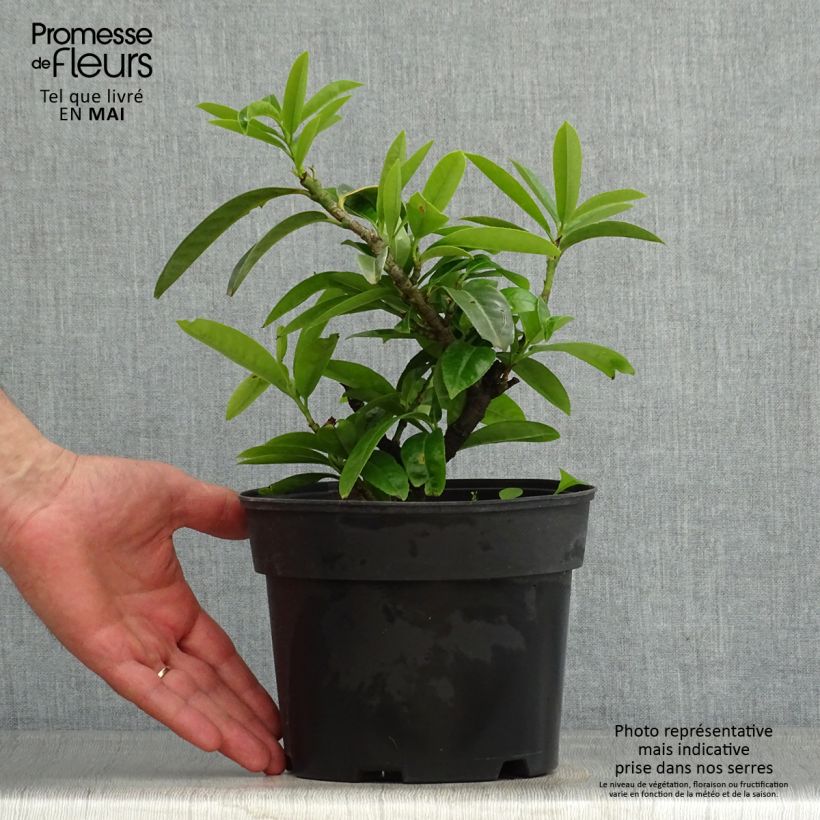 Spécimen de Laurier-Cerise - Prunus laurocerasus Mount Vernon Pot de 2L/3L tel que livré au printemps
