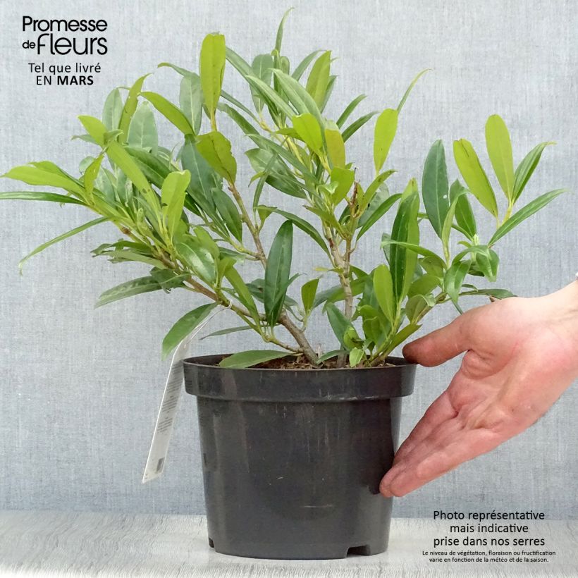 Spécimen de Laurier Cerise Zabeliana - Prunus laurocerasus en pot de 2-3L tel que livré au printemps