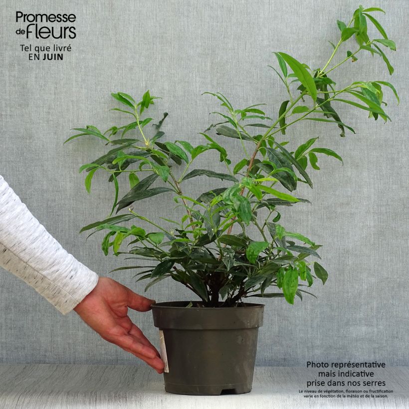 Spécimen de Laurier Cerise Zabeliana - Prunus laurocerasus Pot de 4L/5L tel que livré en été