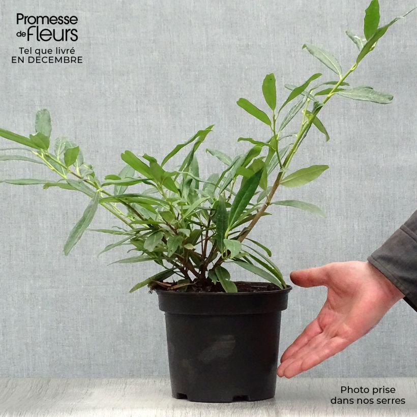 Spécimen de Laurier Cerise Zabeliana - Prunus laurocerasus tel que livré en hiver