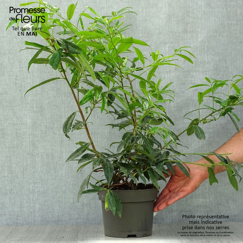 Spécimen de Laurier Cerise Zabeliana - Prunus laurocerasus en pot de 4L/5L tel que livré au printemps