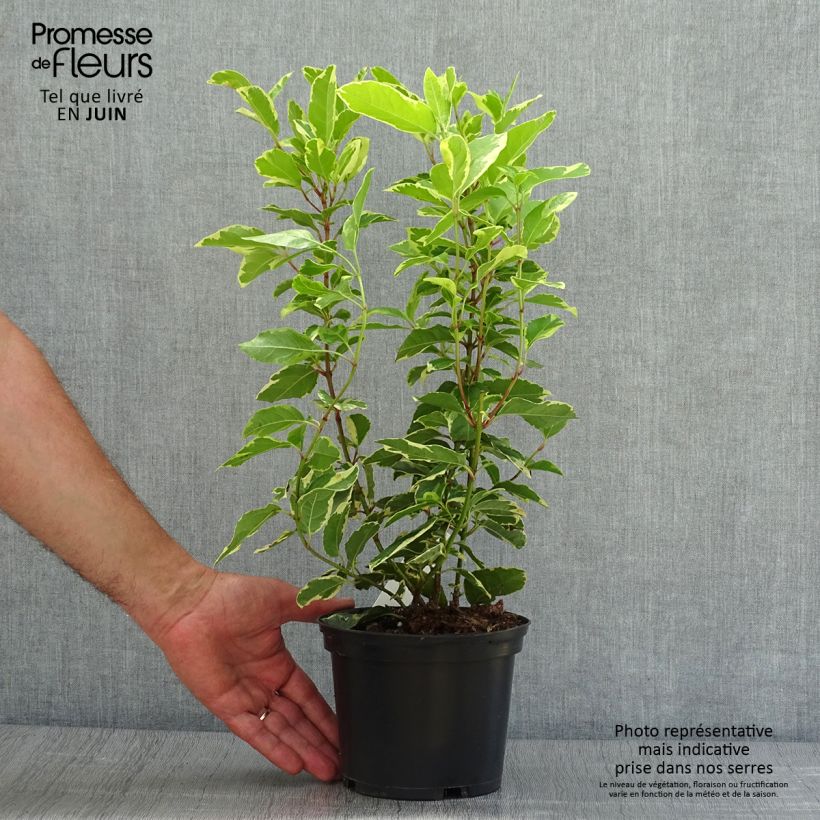 Spécimen de Laurier Tin - Viburnum tinus Variegatum Pot de 2L/3L tel que livré en été