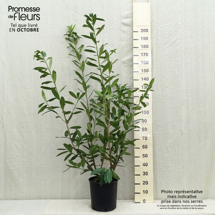 Spécimen de Laurier cerise -  Prunus laurocerasus Caucasica - Laurier Palme - Laurier du Caucase Pot de 18L/20L tel que livré en été