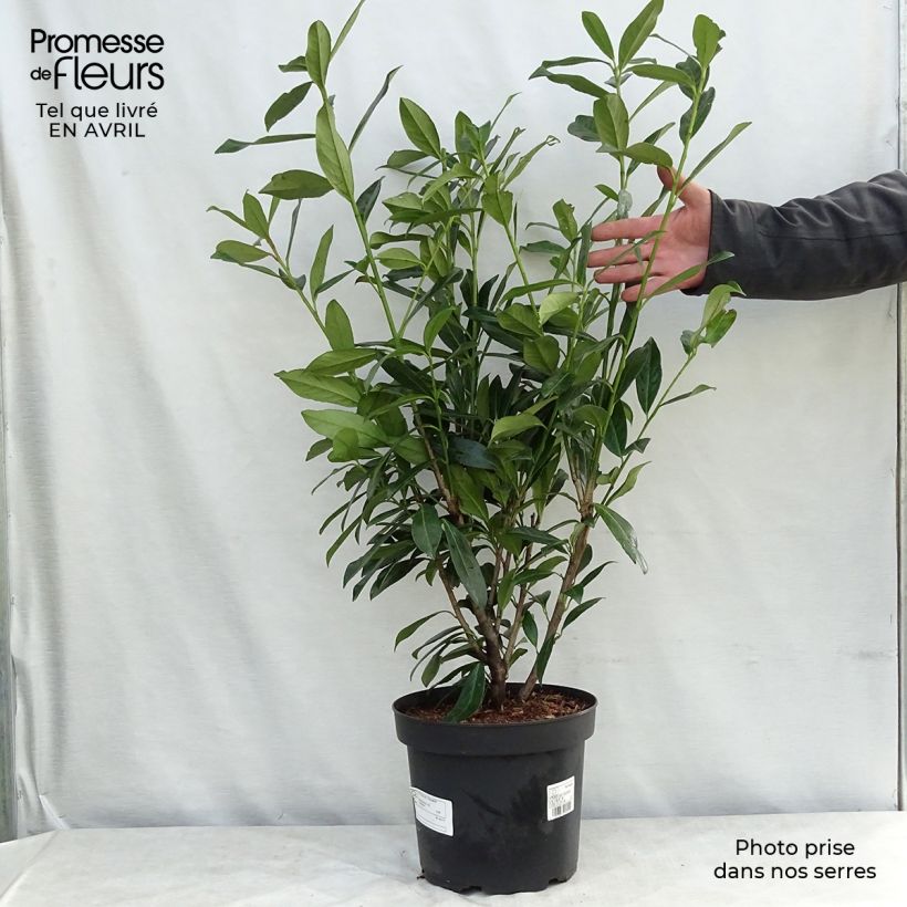 Spécimen de Laurier cerise -  Prunus laurocerasus Caucasica - Laurier Palme - Laurier du Caucase Pot de 7,5L/10LHauteur livrée env. 125/150cm tel que livré au printemps