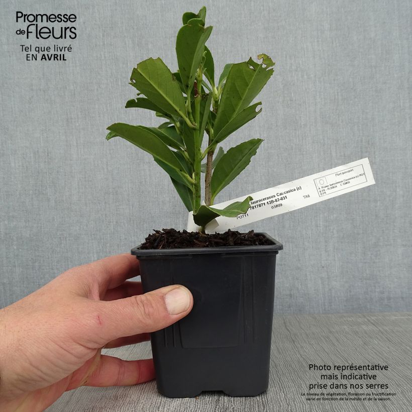 Spécimen de Laurier cerise -  Prunus laurocerasus Caucasica - Laurier Palme - Laurier du Caucase Pot de 1L/1,5LHauteur livrée env. 30/40cm tel que livré au printemps