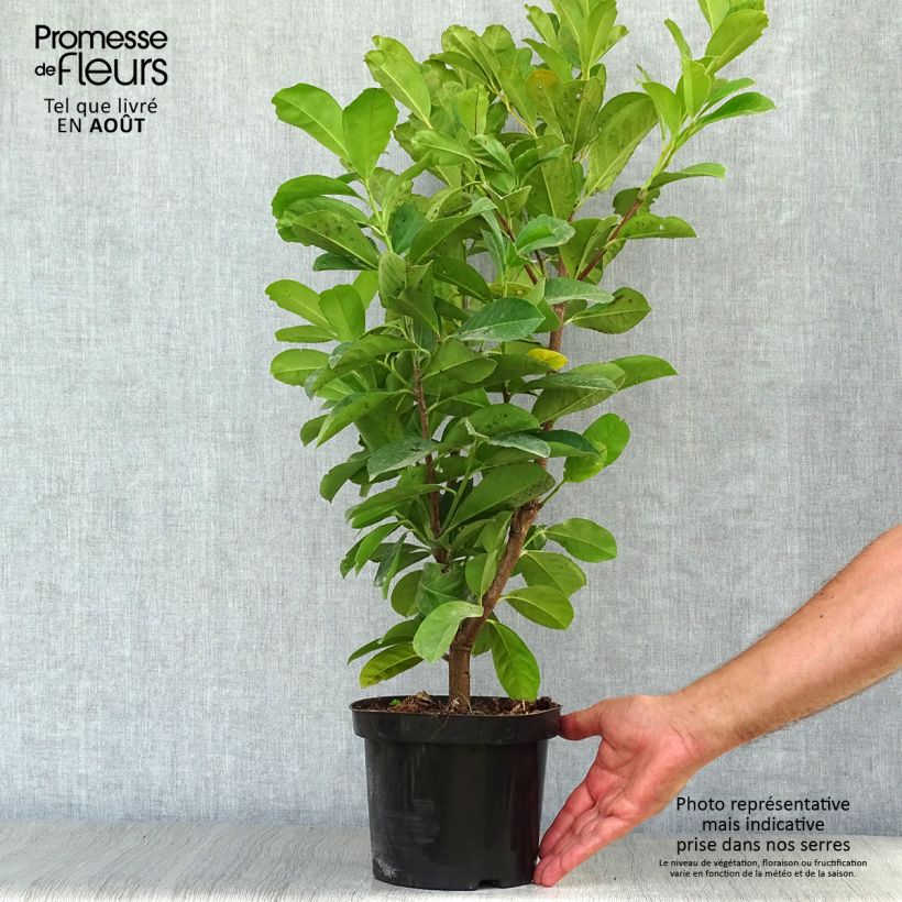 Spécimen de Laurier cerise - Prunus laurocerasus Etna Pot de 2L/3L tel que livré en été