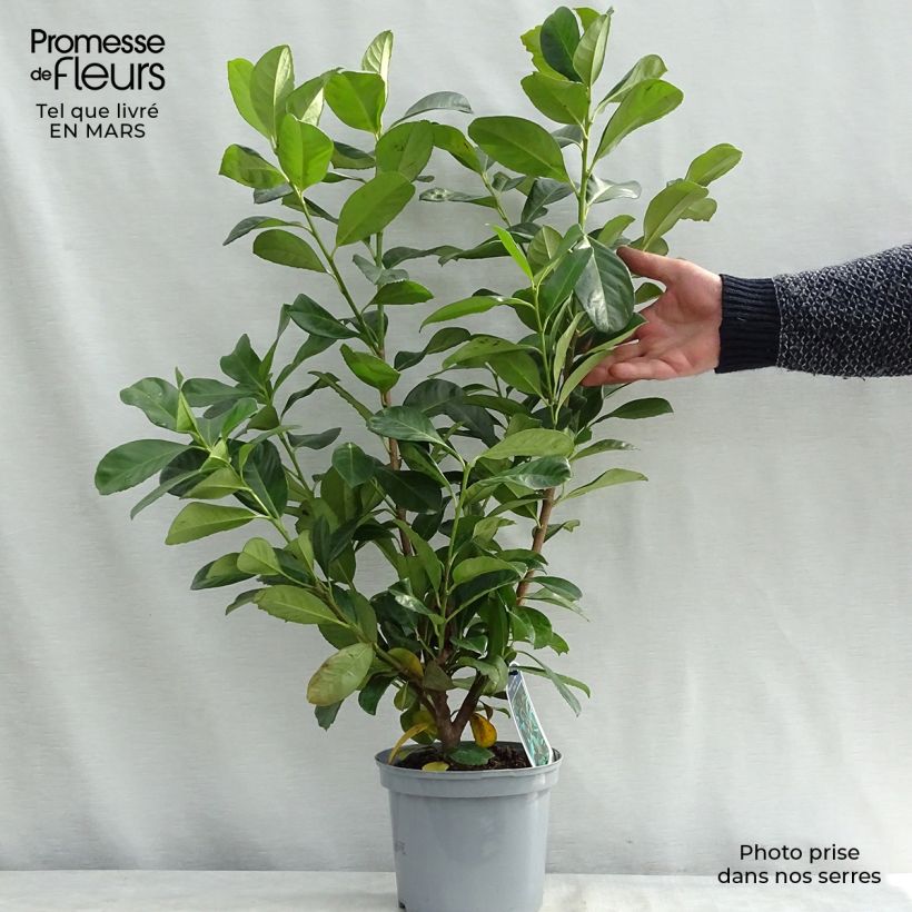 Spécimen de Laurier cerise - Prunus laurocerasus Etna® 30/40cm en pot de 3L/4L tel que livré au printemps