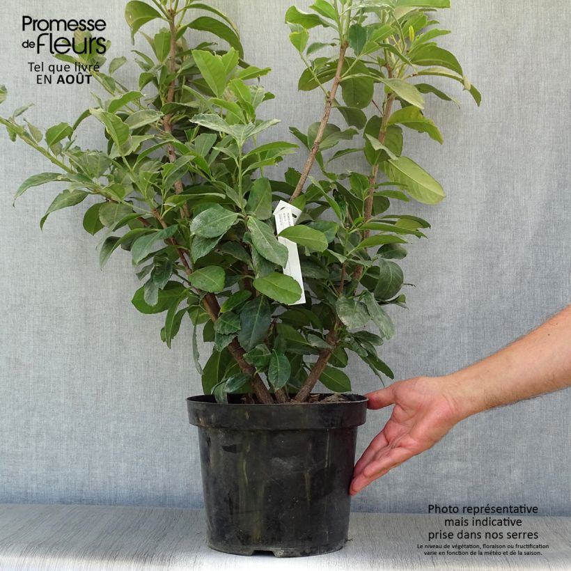 Spécimen de Laurier cerise - Prunus laurocerasus Etna Pot de 6L/7L tel que livré en été