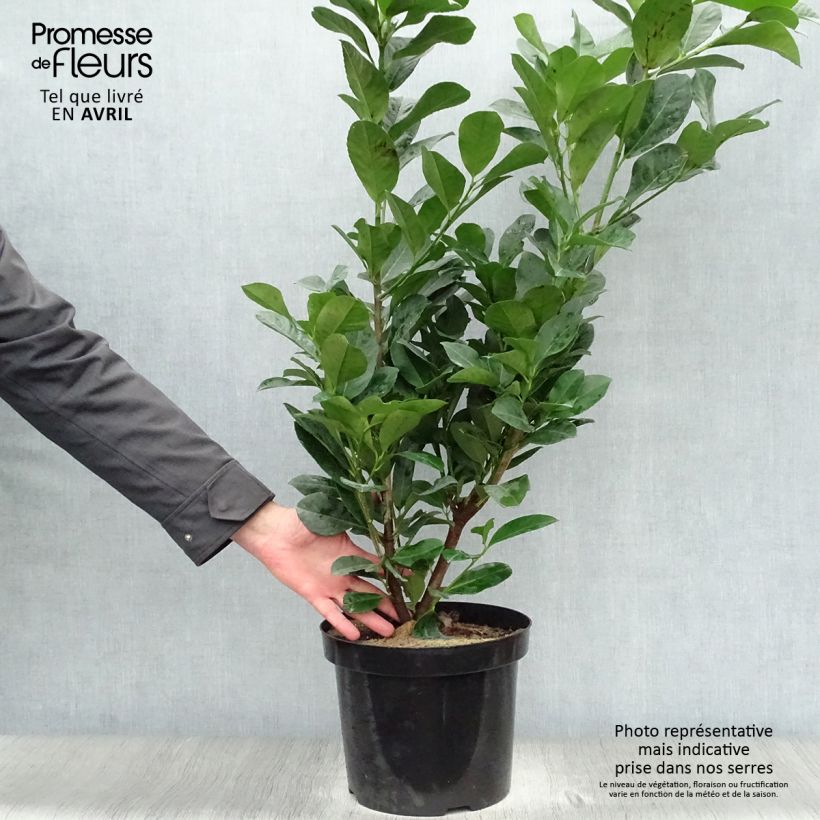 Spécimen de Laurier cerise - Prunus laurocerasus Etna 60/80cm en pot de 6L/7L tel que livré au printemps