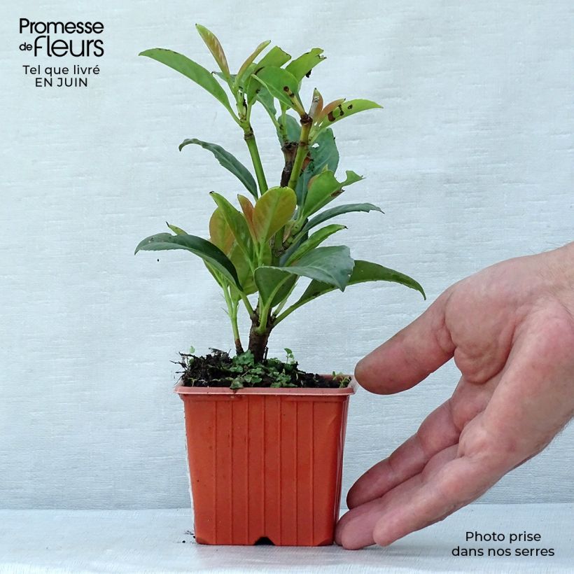 Spécimen de Laurier cerise - Prunus laurocerasus Etna Godet de 8/9 cm tel que livré en été
