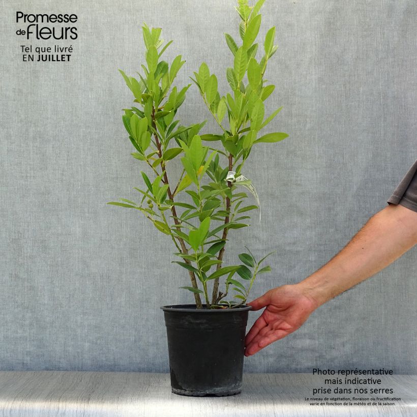 Spécimen de Laurier cerise - Prunus laurocerasus Greentorch Pot de 3L/4L tel que livré en été
