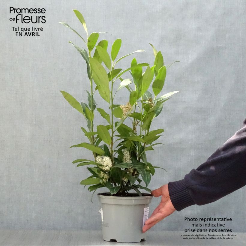 Spécimen de Laurier cerise - Prunus laurocerasus Herbergii 40/60cm en pot de 3.5L tel que livré au printemps
