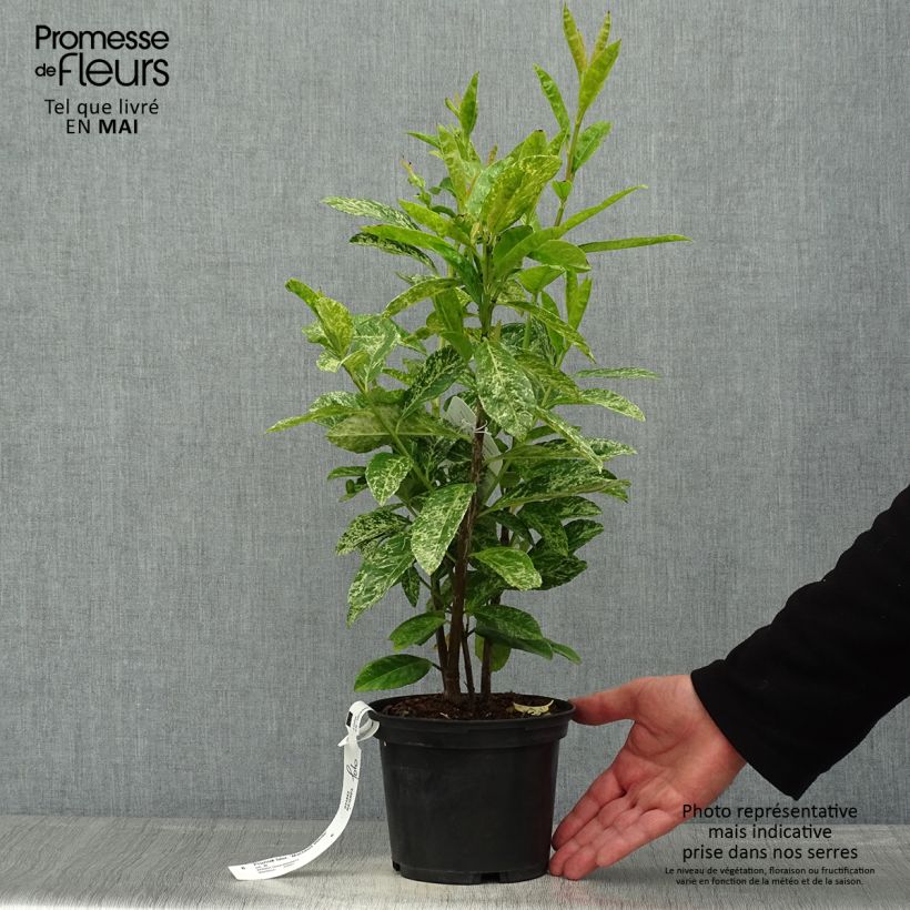 Spécimen de Laurier cerise - Prunus laurocerasus Marbled White Pot de 2/3L tel que livré au printemps