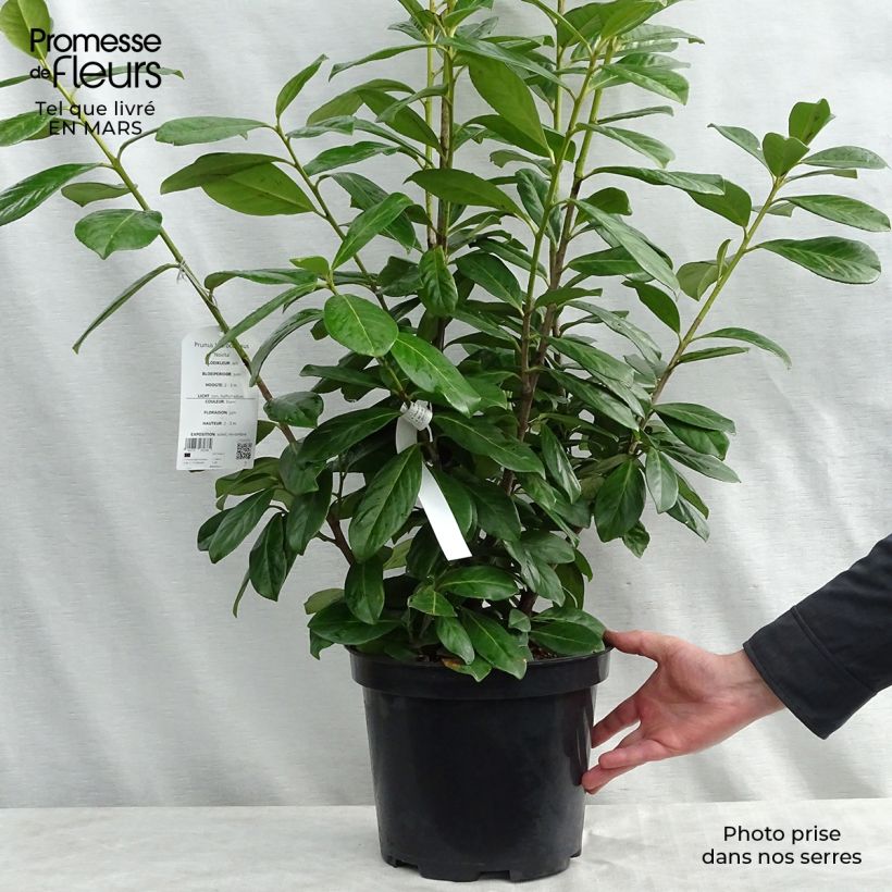 Spécimen de Laurier cerise - Prunus laurocerasus Novita en pot de 10L tel que livré au printemps