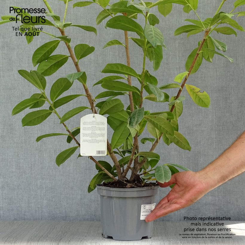 Spécimen de Laurier cerise - Prunus laurocerasus Novita Pot de 4L/5L tel que livré en été