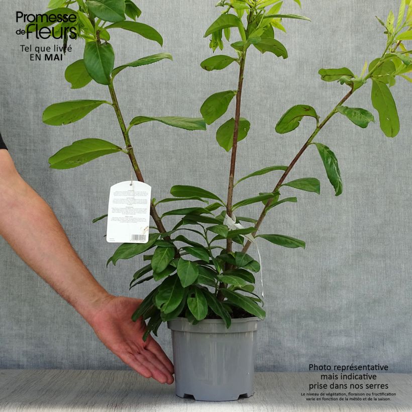 Spécimen de Laurier cerise - Prunus laurocerasus Novita en pot de 5L tel que livré au printemps