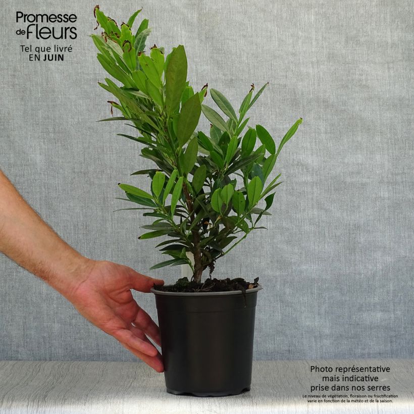 Spécimen de Laurier cerise - Prunus laurocerasus Otto Luyken  Pot de 2L/3L tel que livré en été