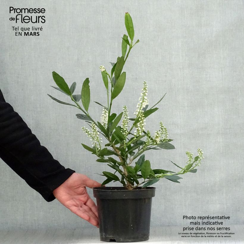 Spécimen de Laurier cerise - Prunus laurocerasus Otto Luyken  Pot de 2L/3L tel que livré au printemps