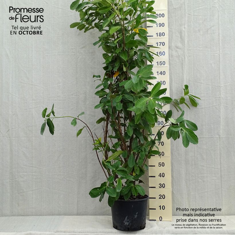 Spécimen de Laurier cerise - Prunus laurocerasus Rotundifolia Pot de 12L/15L tel que livré en automne