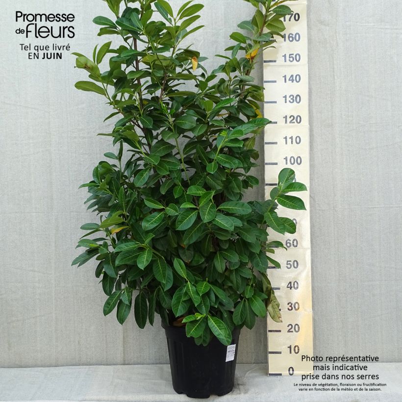 Spécimen de Laurier cerise - Prunus laurocerasus Rotundifolia 125+cm en pot de 18L/20L tel que livré au printemps