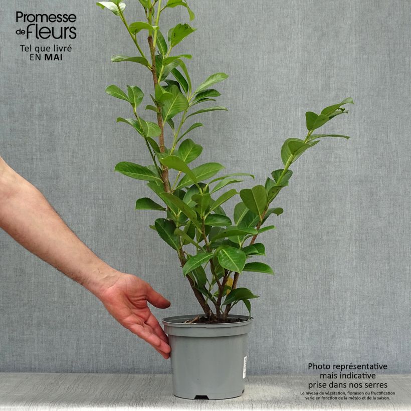 Spécimen de Laurier cerise - Prunus laurocerasus Rotundifolia 40/60cm en pot de 3.5L tel que livré au printemps