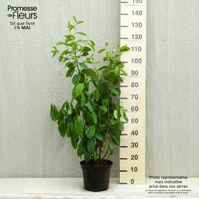 Spécimen de Laurier cerise - Prunus laurocerasus Rotundifolia 80/100cm en pot de 7.5/ 10L tel que livré au printemps