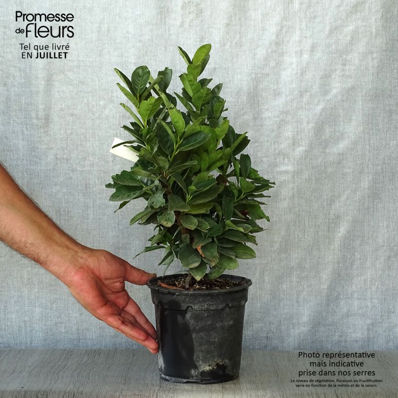 Spécimen de Laurier cerise nain - Prunus Laurocerasus Miniredia Pot de 2L/3L tel que livré en été