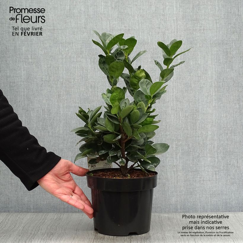 Spécimen de Laurier cerise nain - Prunus Laurocerasus Miniredia tel que livré en hiver