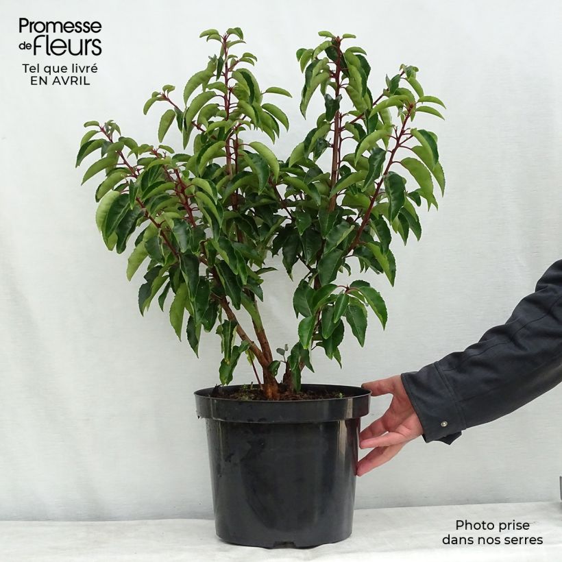 Spécimen de Laurier du Portugal - Prunus lusitanica tel que livré en printemps
