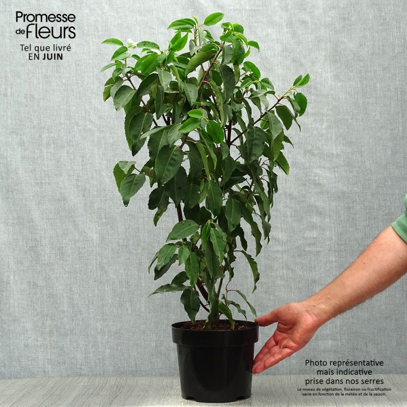 Spécimen de Laurier du Portugal, Prunus lusitanica Angustifolia  Pot de 3L/4L tel que livré en été