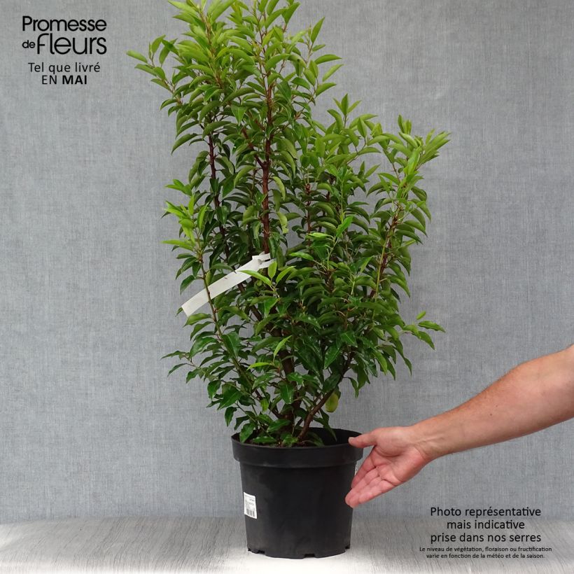 Spécimen de Laurier du Portugal, Prunus lusitanica Angustifolia  Pot de 7,5L/10LHauteur livrée env. 70+cm tel que livré au printemps
