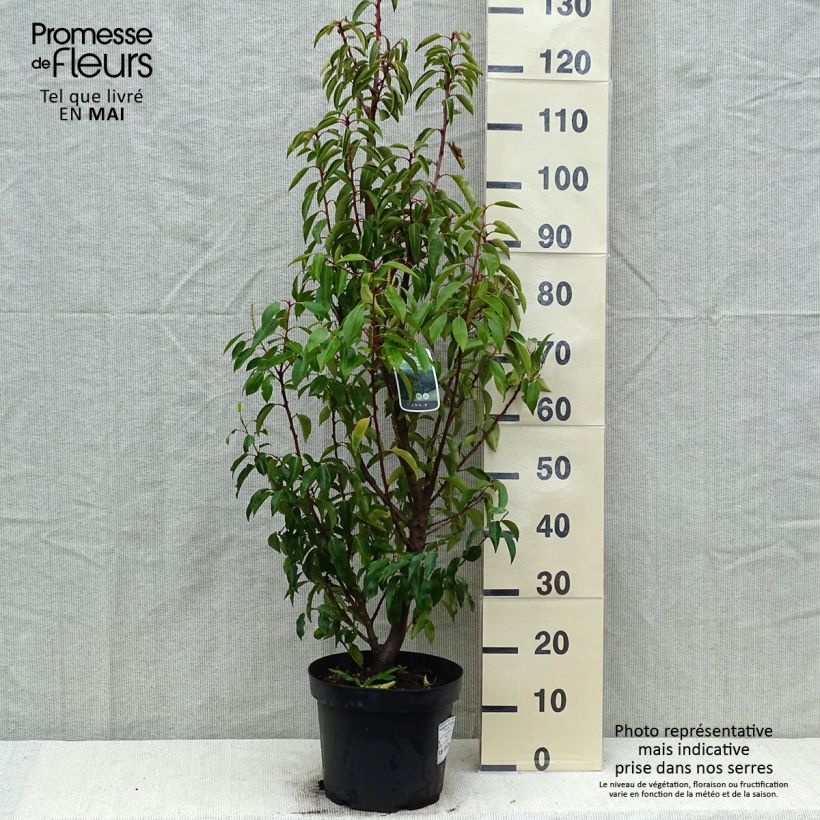 Spécimen de Laurier du Portugal, Prunus lusitanica Angustifolia  tel que livré au printemps