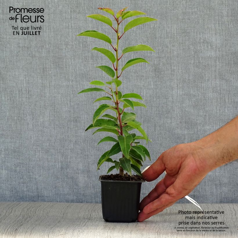 Spécimen de Laurier du Portugal, Prunus lusitanica Angustifolia  Godet de 8/9 cm tel que livré en été