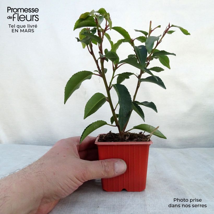 Spécimen de Laurier du Portugal, Prunus lusitanica Angustifolia  Godet de 8/9 cmHauteur livrée env. 10/15cm tel que livré au printemps