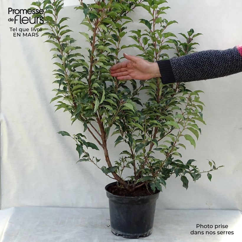 Spécimen de Laurier du Portugal - Prunus lusitanica Brenelia tel que livré au printemps