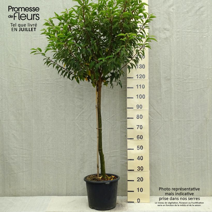 Spécimen de Laurier du Portugal - Prunus lusitanica Myrtifolia Pot de 12L/15L, Demi-Tige tel que livré en été