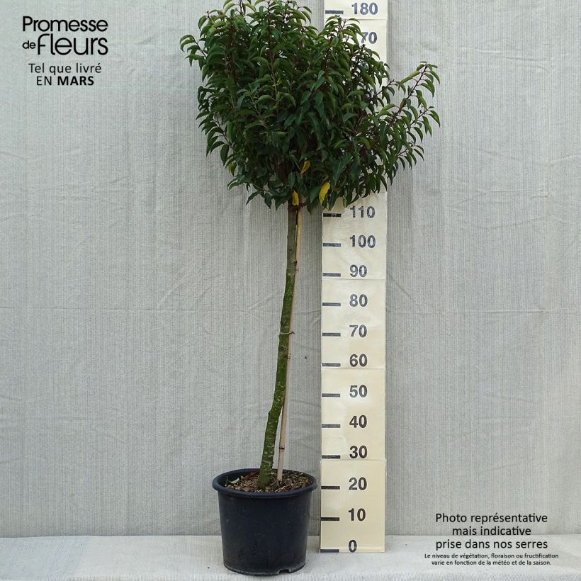 Spécimen de Laurier du Portugal - Prunus lusitanica Myrtifolia Demi-tige en pot de 12l/15l tel que livré au printemps