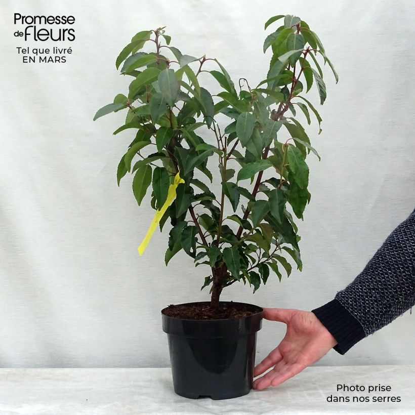 Spécimen de Laurier du Portugal - Prunus lusitanica en pot de 3,5L tel que livré au printemps