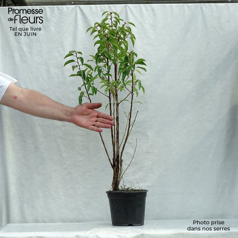Spécimen de Laurier du Portugal - Prunus lusitanica Pot de 3L/4L tel que livré en été
