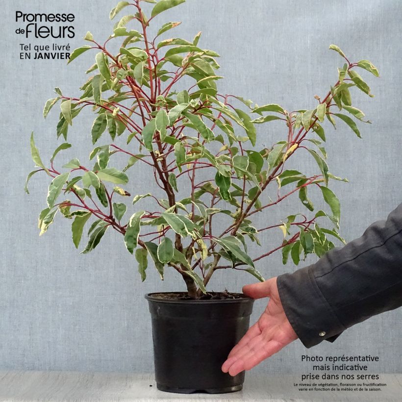 Spécimen de Laurier du Portugal panaché - Prunus lusitanica Variegata tel que livré en hiver