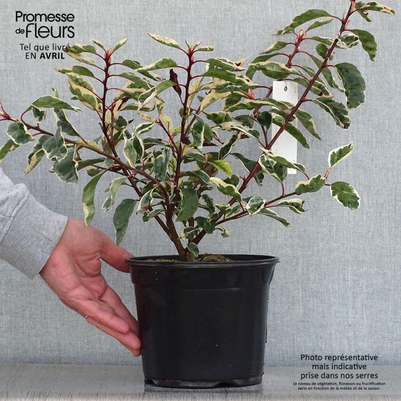 Spécimen de Laurier du Portugal panaché - Prunus lusitanica Variegata tel que livré au printemps