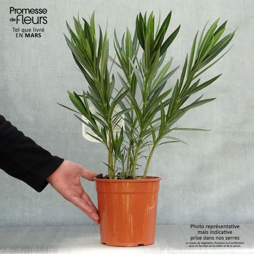 Spécimen de Laurier rose Alsace - Nerium oleander Pot de 3L/4L tel que livré au printemps