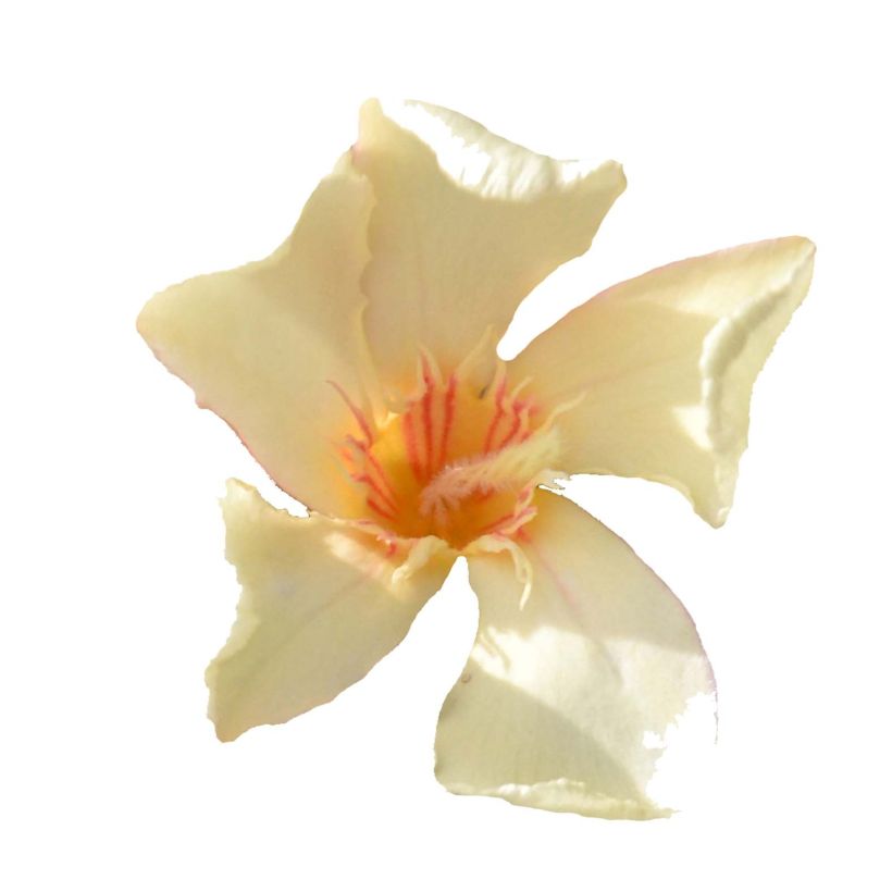 Laurier rose Angiolo Pucci - Nerium oleander (Floraison)