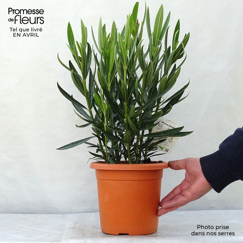 Spécimen de Laurier rose Angiolo Pucci - Nerium oleander Pot de 3L/4L tel que livré au printemps