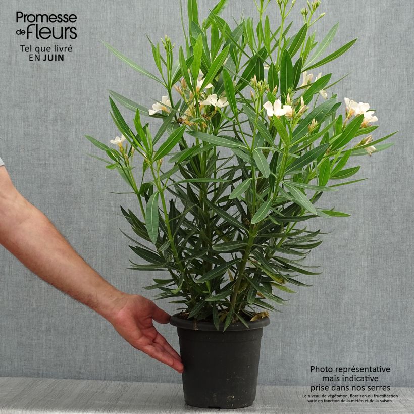 Spécimen de Laurier rose Angiolo Pucci - Nerium oleander Pot de 3L/4L, Touffe tel que livré en été